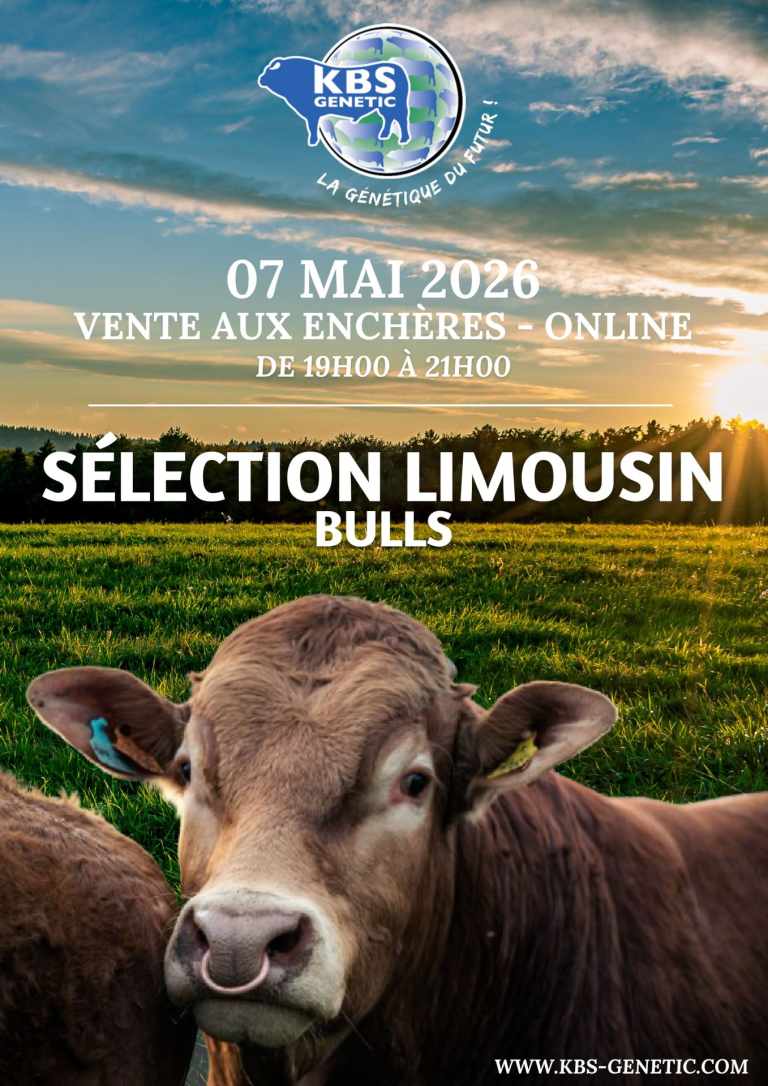 SELEC LIMOUSIN BULLS KBS(1)