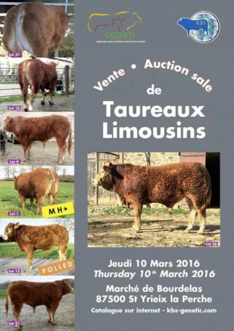 VENTE TAUREAUX LIMOUSINS A SAINT YRIEIX