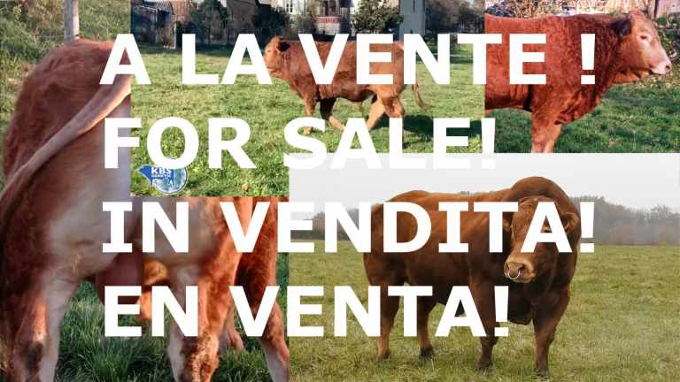 VENTE