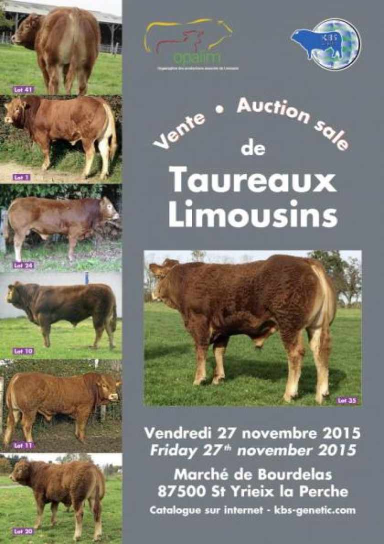 VENTE DE TAUREAUX LIMOUSINS A SAINT YRIEIX