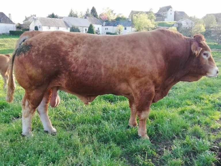 MATUVU, père du LOT 10